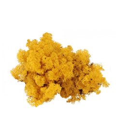 Donkergeel Rendiermos - Doosje 50gr - Moss Decorations
