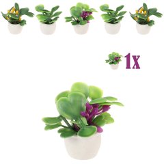 Mini Vetplantje Roodpaars in Bloempot - 2.7 cm