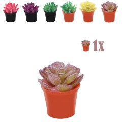 Miniatuur Sedum Plantje Lila in Bloempot - 2.3 cm