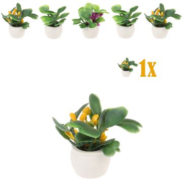 Mini Vetplantje Gele Bloemen Bloempot - 2.7 cm