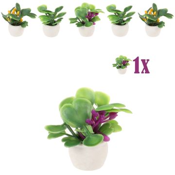 Mini Vetplantje Roodpaars in Bloempot - 2.7 cm